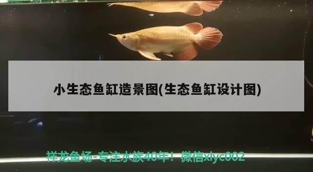 小生態(tài)魚缸造景圖(生態(tài)魚缸設計圖)