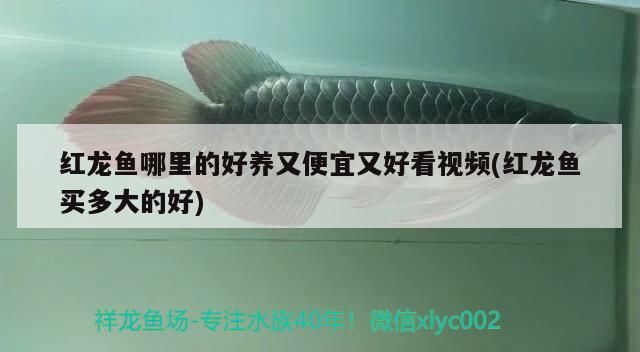 觀賞魚淘寶店鋪名字大全霸氣兩個字（觀賞魚店logo） 觀賞魚淘寶店鋪名字大全霸氣兩個字（觀賞魚店logo） 觀賞魚百科