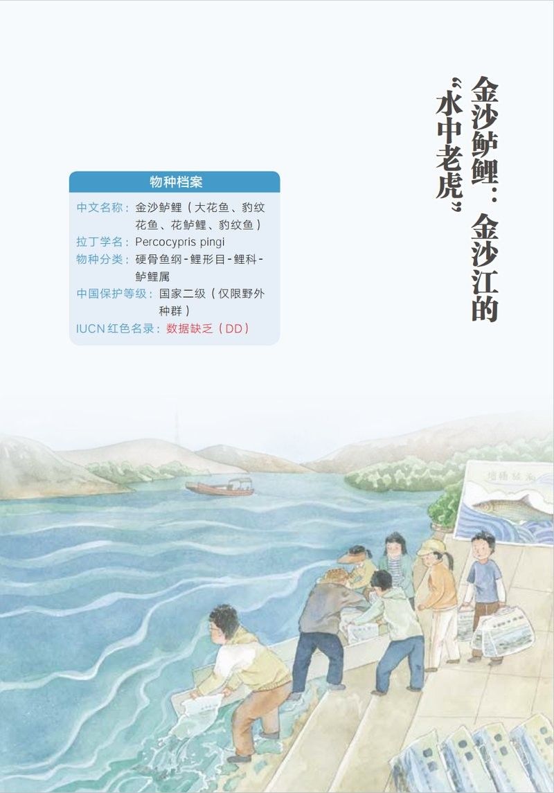攀枝花金沙江有什么魚(yú) 攀枝花金沙江有什么魚(yú) 觀賞魚(yú)百科 第5張