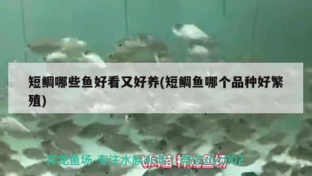 短鯛哪些魚好看又好養(短鯛魚哪個品種好繁殖)
