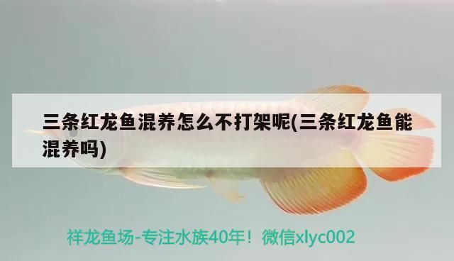 三條紅龍魚混養怎么不打架呢(三條紅龍魚能混養嗎) 三條紅龍魚混養怎么不打架呢(三條紅龍魚能混養嗎) 觀賞魚百科