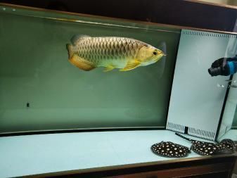 蝠鲼能和金龍魚一起養(yǎng)嗎（抱歉，搜索結(jié)果中并沒有直接提到“蝠鲼”）