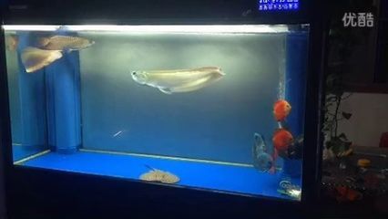 蝠鲼能和金龍魚一起養(yǎng)嗎（抱歉，搜索結(jié)果中并沒有直接提到“蝠鲼”）