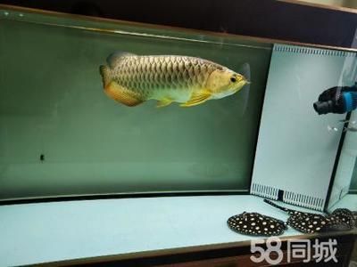 蝠鲼能和金龍魚一起養(yǎng)嗎（抱歉，搜索結(jié)果中并沒有直接提到“蝠鲼”）