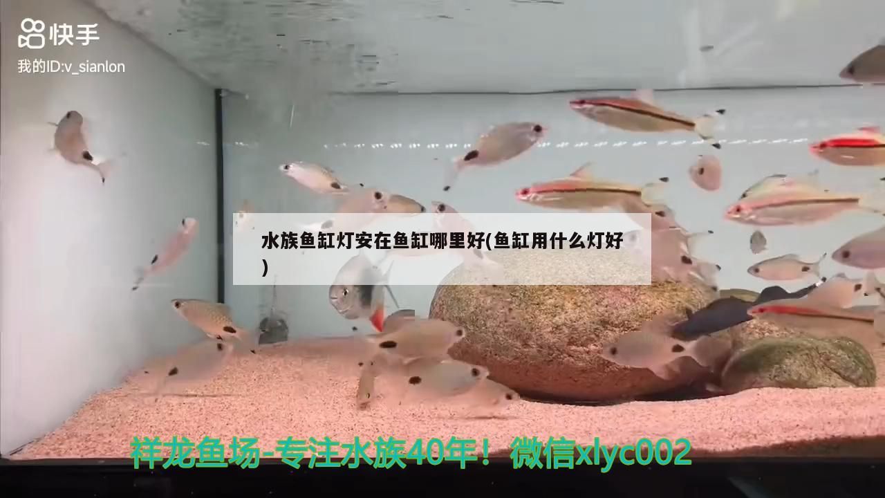日照魚缸哪里便宜好用又實惠圖片視頻（日照魚缸哪里便宜好用又實惠圖片視頻）