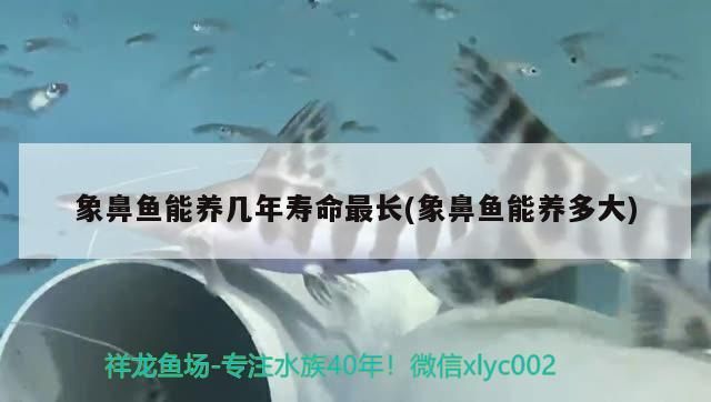 龍魚 象鼻魚能養幾年壽命最長(象鼻魚能養多大) 觀賞魚百科 象鼻魚能養幾年壽命最長(象鼻魚能養多大) 象鼻魚能養幾年壽命最長(象鼻魚能養多大) 觀賞魚百科