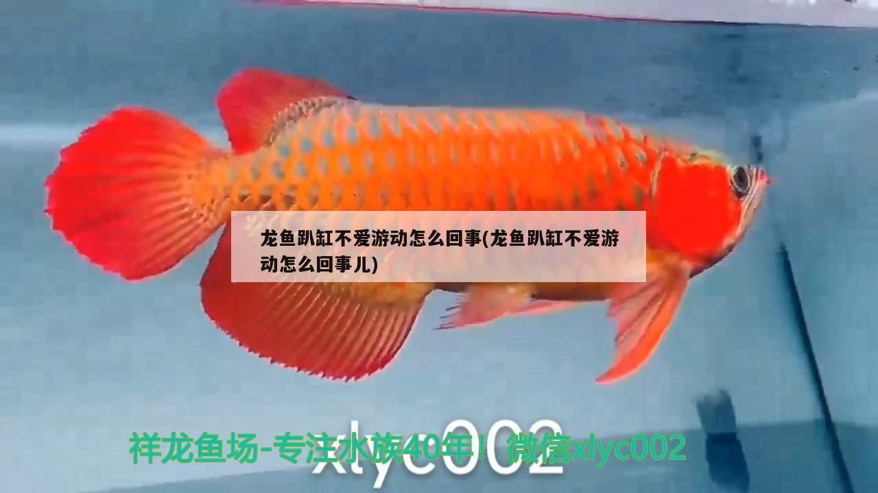 龍魚趴缸不愛游動怎么回事(龍魚趴缸不愛游動怎么回事兒)