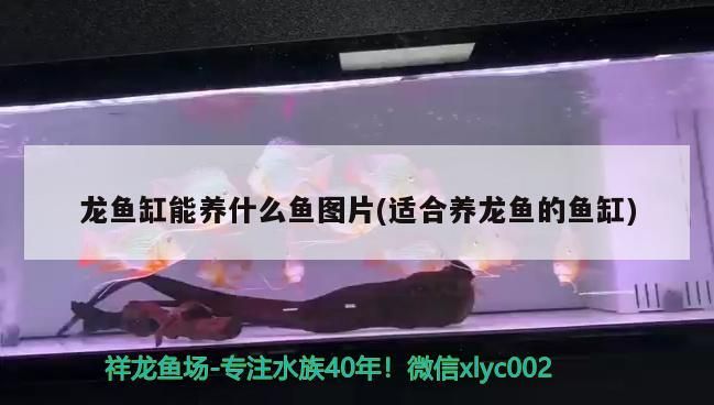 銀龍魚 龍魚缸能養(yǎng)什么魚圖片(適合養(yǎng)龍魚的魚缸) 觀賞魚百科 龍魚缸能養(yǎng)什么魚圖片(適合養(yǎng)龍魚的魚缸) 龍魚缸能養(yǎng)什么魚圖片(適合養(yǎng)龍魚的魚缸) 觀賞魚百科