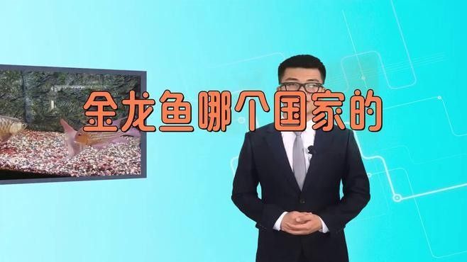 金龍魚(yú)的老板是哪個(gè)國(guó)家的