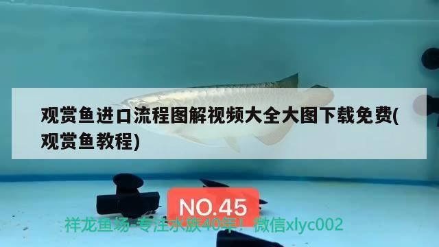 魚缸中層魚買什么，魚缸中層魚哪些比較好
