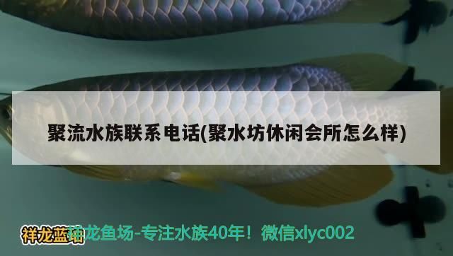 龍魚干蝦有營養嗎 聚流水族聯系電話(聚水坊休閑會所怎么樣) 觀賞魚百科 聚流水族聯系電話(聚水坊休閑會所怎么樣) 聚流水族聯系電話(聚水坊休閑會所怎么樣) 觀賞魚百科