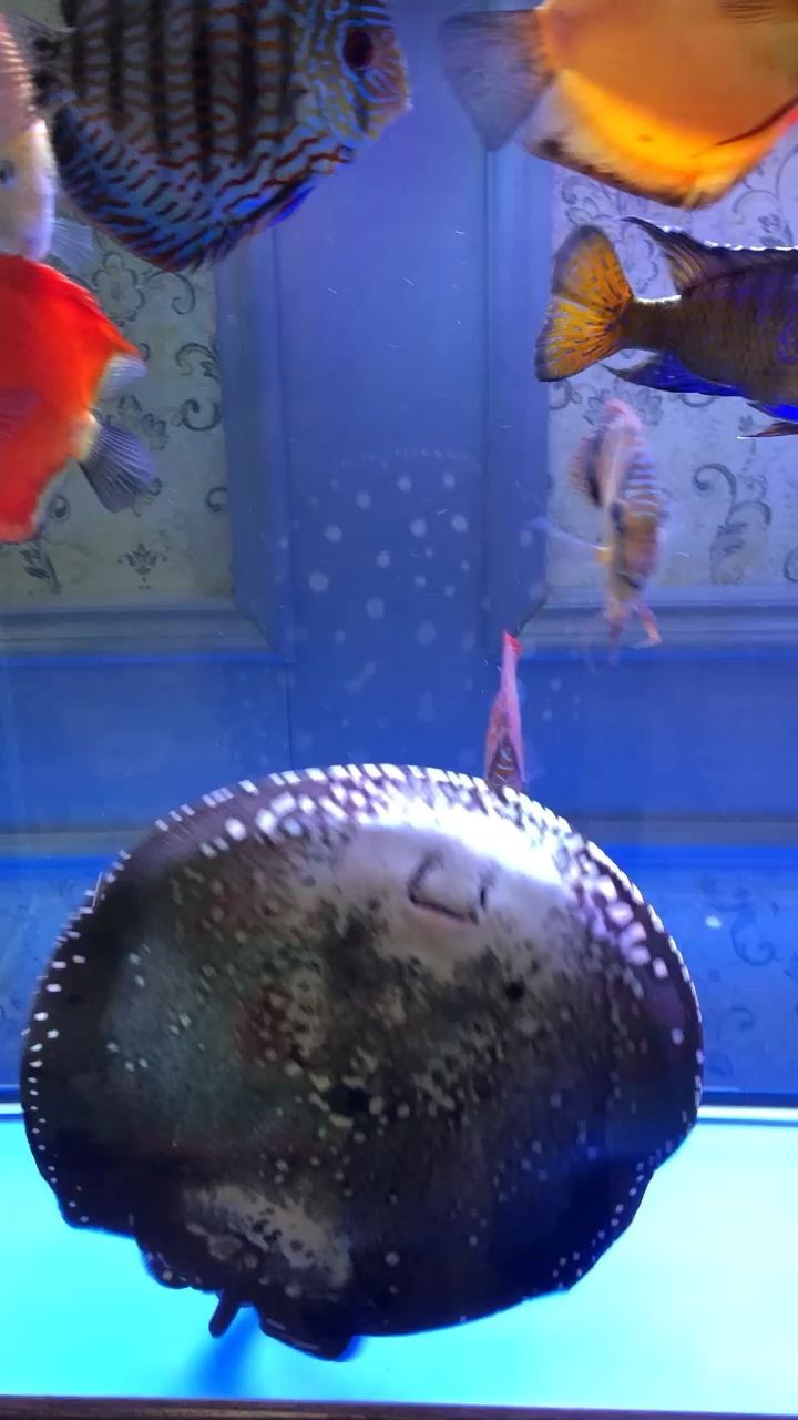 播放金龍魚圖片(播放金龍魚圖片高清) 播放金龍魚圖片(播放金龍魚圖片高清) 觀賞魚百科 第1張