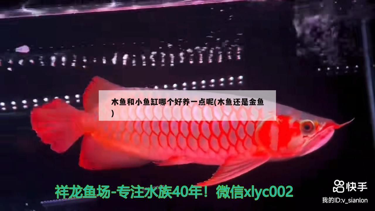 木魚(yú)和小魚(yú)缸哪個(gè)好養(yǎng)一點(diǎn)呢(木魚(yú)還是金魚(yú))