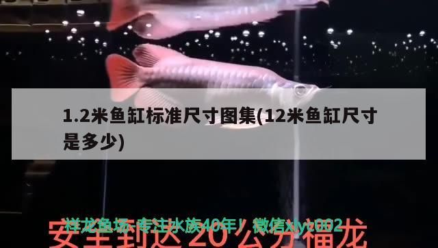 1.2米魚缸標(biāo)準(zhǔn)尺寸圖集(12米魚缸尺寸是多少) 1.2米魚缸標(biāo)準(zhǔn)尺寸圖集(12米魚缸尺寸是多少) 觀賞魚百科
