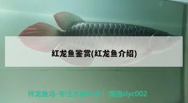 給大魚缸換水的作文:體驗給大魚缸換水的樂趣:體驗給大魚缸換水:給大魚缸換水的作文 紅龍魚鑒賞(紅龍魚介紹) 觀賞魚百科 紅龍魚鑒賞(紅龍魚介紹) 紅龍魚鑒賞(紅龍魚介紹) 觀賞魚百科