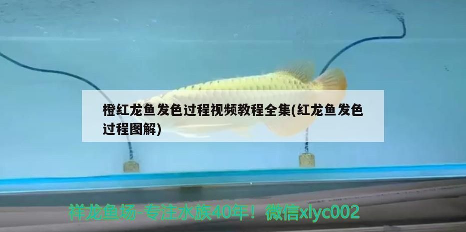 橙紅龍魚(yú)發(fā)色過(guò)程視頻教程全集(紅龍魚(yú)發(fā)色過(guò)程圖解)
