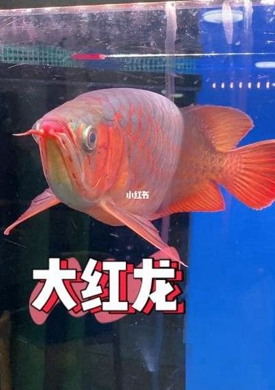 水磨溝紅龍魚 水磨溝紅龍魚 觀賞魚百科 第13張