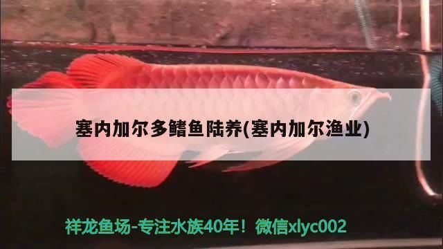 塞內加爾多鰭魚陸養(塞內加爾漁業)