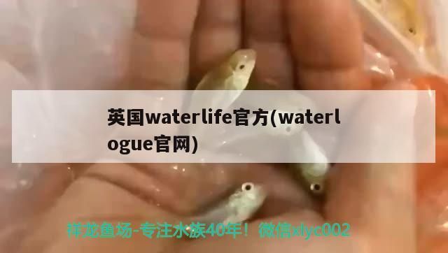 英國waterlife官方(waterlogue官網)