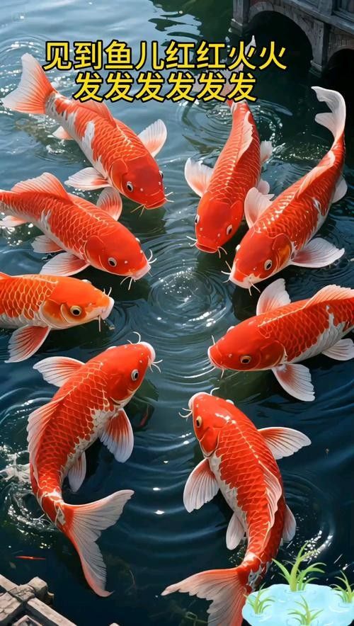紅利魚圖片 紅利魚圖片 觀賞魚百科 第6張
