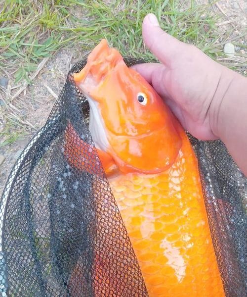 紅利魚圖片