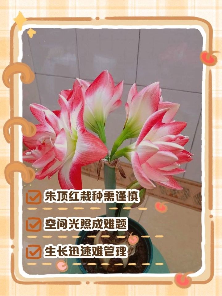 丹頂紅不能亂養的原因