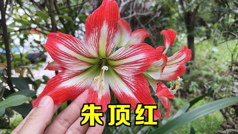 丹頂紅不能亂養的原因