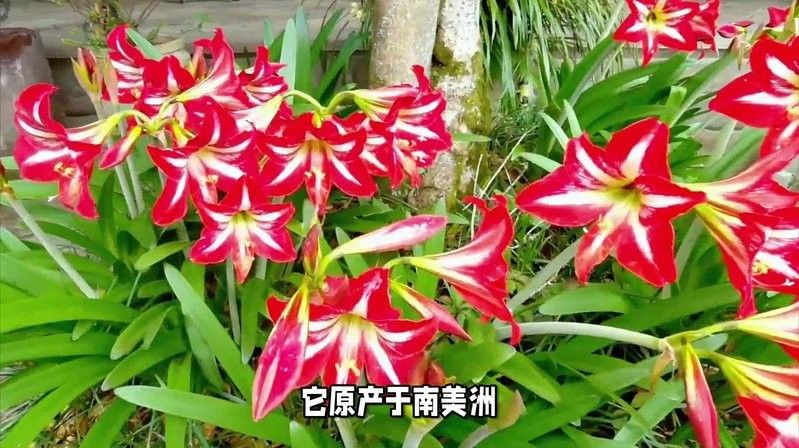 丹頂紅不能亂養的原因
