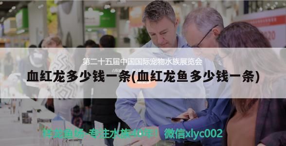 血紅龍多少錢一條(血紅龍魚多少錢一條)