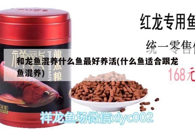 和龍魚(yú)混養(yǎng)什么魚(yú)最好養(yǎng)活(什么魚(yú)適合跟龍魚(yú)混養(yǎng))