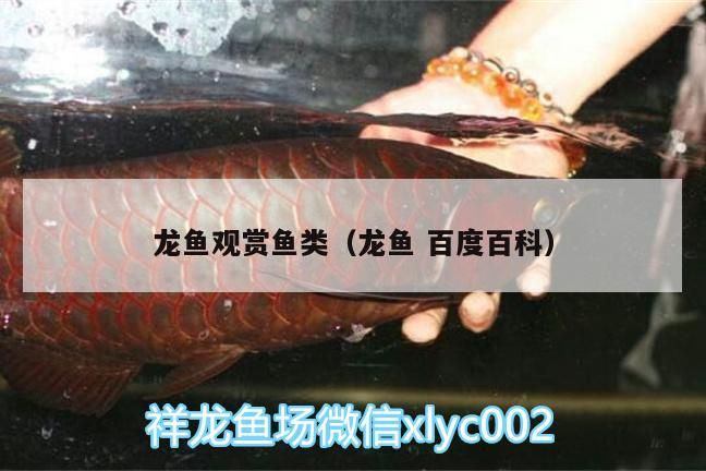 龍魚觀賞魚類（龍魚百度百科）