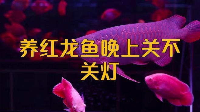 江州紅龍魚最忌三種東西 江州紅龍魚最忌三種東西 觀賞魚百科 第12張