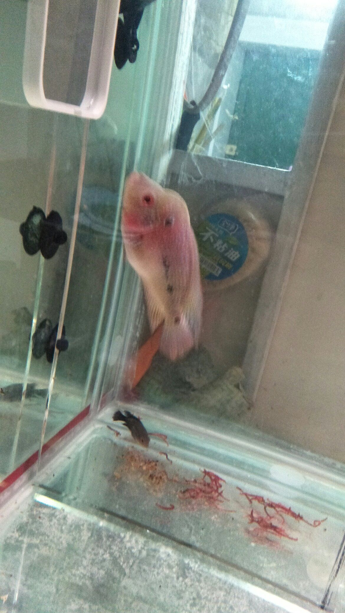 佳木斯水族館感覺肚子比頭大 佳木斯水族館感覺肚子比頭大 觀賞魚百科 第1張