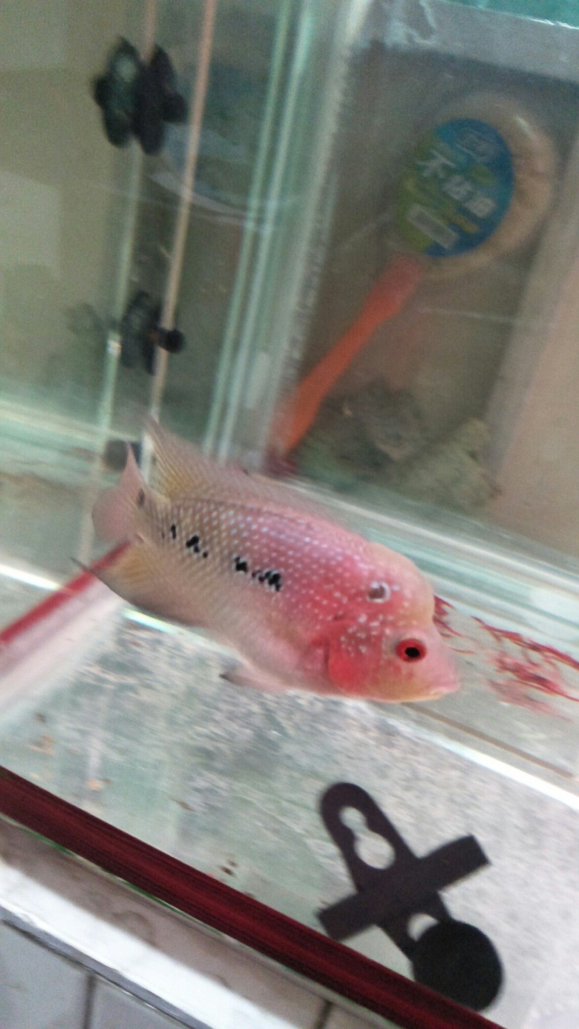 佳木斯水族館感覺肚子比頭大 佳木斯水族館感覺肚子比頭大 觀賞魚百科 第2張