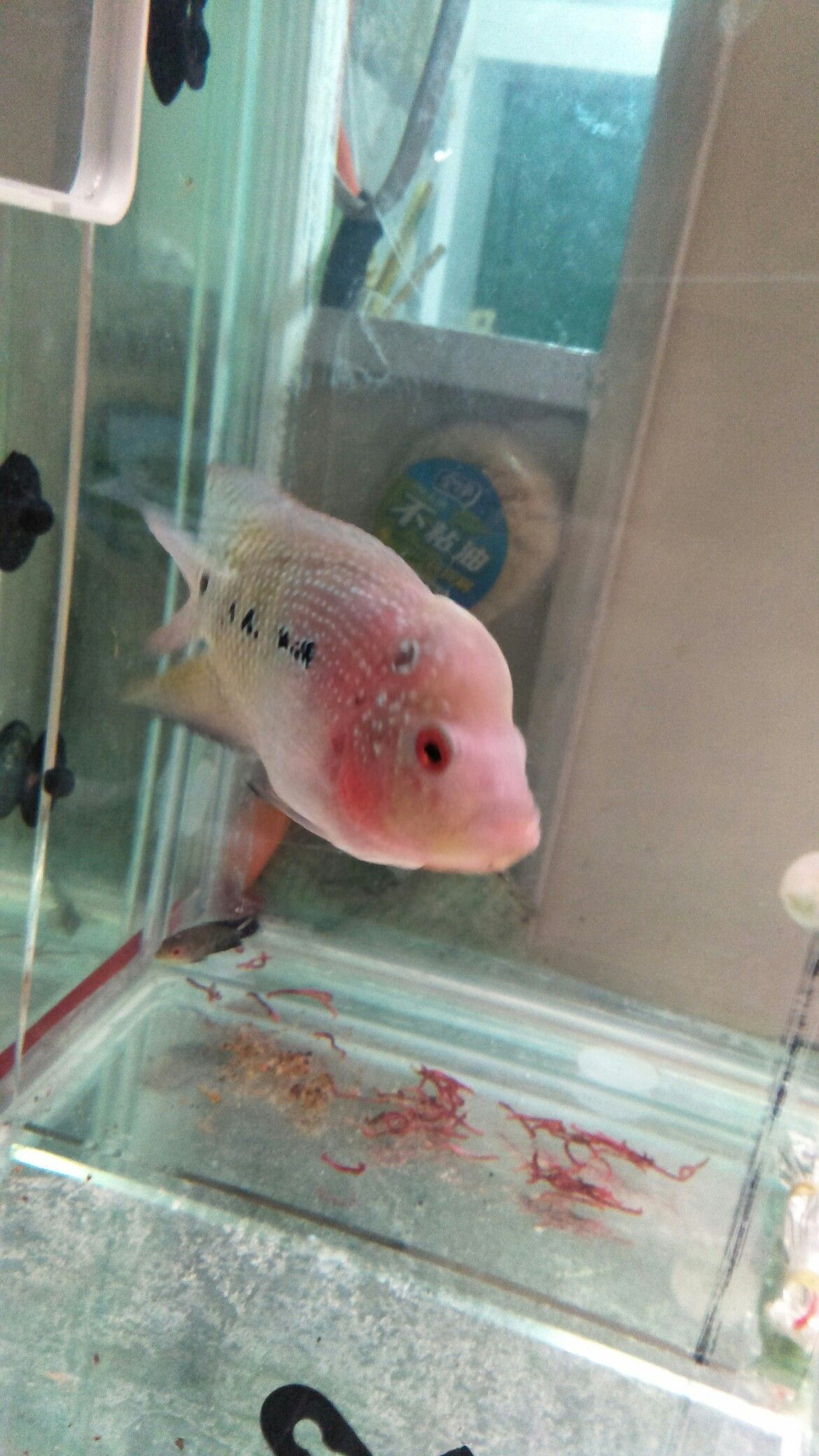 佳木斯水族館感覺肚子比頭大 佳木斯水族館感覺肚子比頭大 觀賞魚百科 第3張
