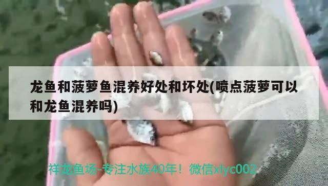龍魚和菠蘿魚混養好處和壞處(噴點菠蘿可以和龍魚混養嗎)