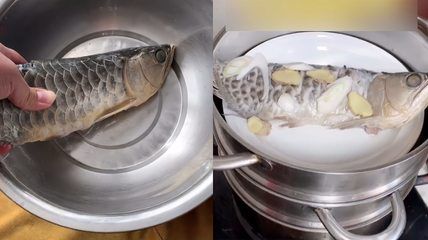 龍魚地圖魚打架嗎（龍魚和地圖）