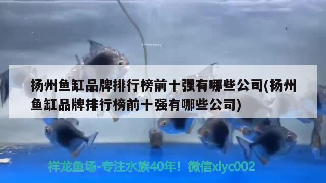 揚(yáng)州魚缸品牌排行榜前十強(qiáng)有哪些公司(揚(yáng)州魚缸品牌排行榜前十強(qiáng)有哪些公司)