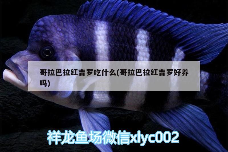 哥拉巴拉紅吉羅吃什么(哥拉巴拉紅吉羅好養(yǎng)嗎)