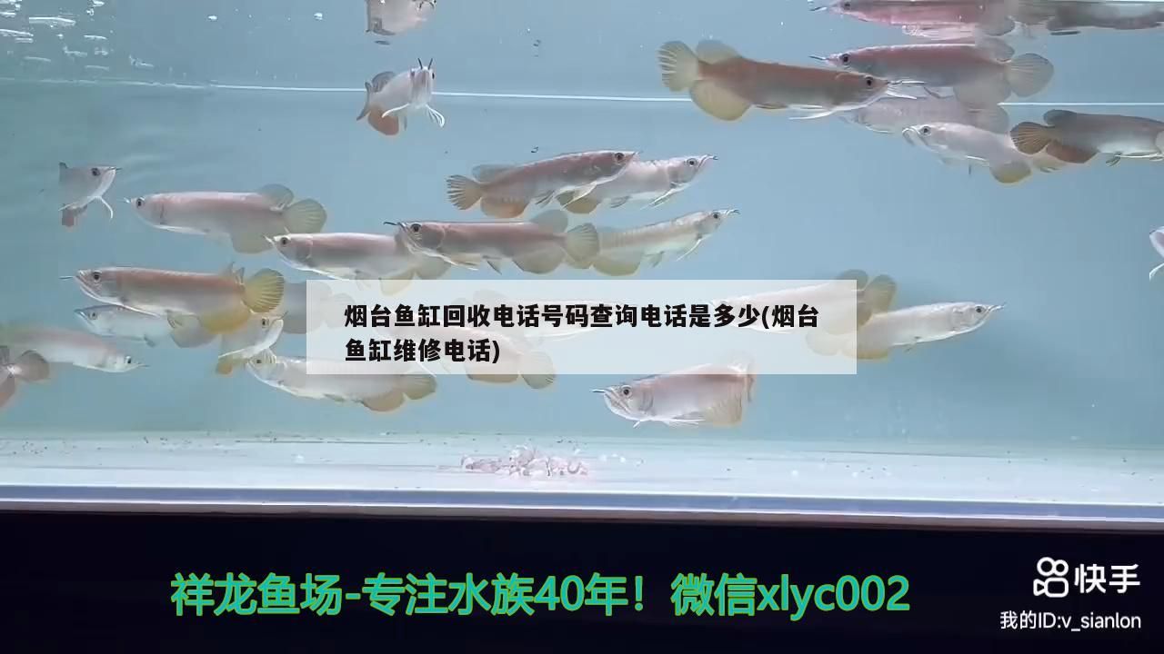 觀賞魚 煙臺魚缸回收電話號碼查詢電話是多少(煙臺魚缸維修電話) 觀賞魚百科 煙臺魚缸回收電話號碼查詢電話是多少(煙臺魚缸維修電話) 煙臺魚缸回收電話號碼查詢電話是多少(煙臺魚缸維修電話) 觀賞魚百科