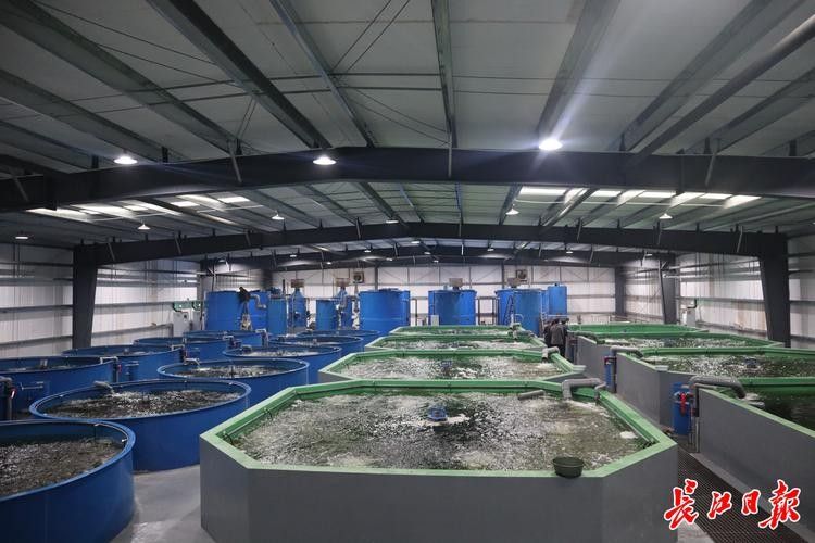 沛縣金龍魚 沛縣金龍魚 觀賞魚百科 第9張