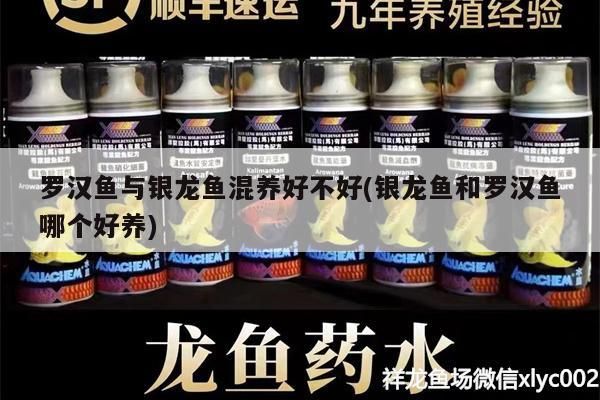 羅漢魚與銀龍魚混養好不好(銀龍魚和羅漢魚哪個好養)