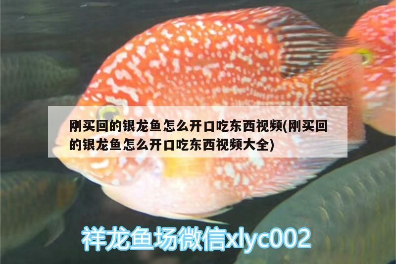魚缸用增氧泵價格是多少:魚缸增氧機-xtrac增氧機-xtrac增氧機 100萬的金龍魚視頻在線觀看(金龍魚1000萬) 觀賞魚百科 100萬的金龍魚視頻在線觀看(金龍魚1000萬) 100萬的金龍魚視頻在線觀看(金龍魚1000萬) 觀賞魚百科
