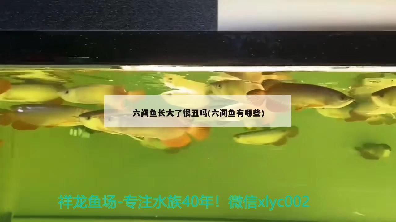 六間魚長大了很丑嗎(六間魚有哪些) 六間魚長大了很丑嗎(六間魚有哪些) 觀賞魚百科