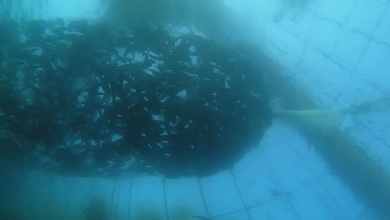嵐山龍魚 嵐山龍魚 觀賞魚百科 第8張