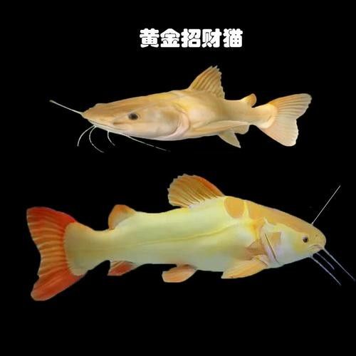 黃金貓魚是雜牌子嗎 黃金貓魚是雜牌子嗎 觀賞魚百科 第8張