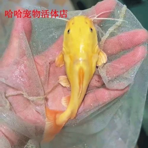 黃金貓魚是雜牌子嗎 黃金貓魚是雜牌子嗎 觀賞魚百科 第7張