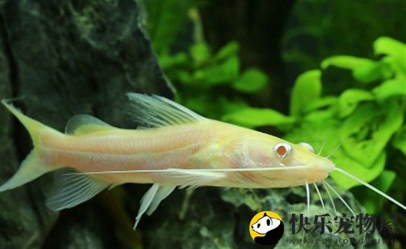 黃金貓魚是雜牌子嗎 黃金貓魚是雜牌子嗎 觀賞魚百科 第10張