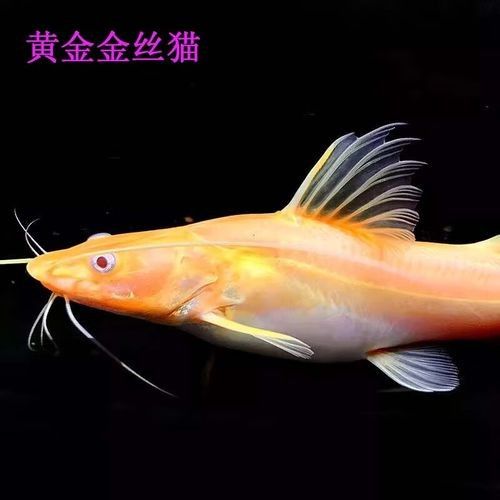 黃金貓魚是雜牌子嗎 黃金貓魚是雜牌子嗎 觀賞魚百科 第5張