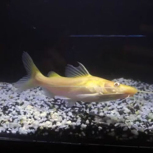 黃金貓魚是雜牌子嗎 黃金貓魚是雜牌子嗎 觀賞魚百科 第4張